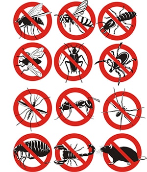 obtener un precio de una empresa de exterminio que puede eliminar las abejas de su hogar o negocio en Pennsylvania y ayudarle a prevenir futuras infestaciones